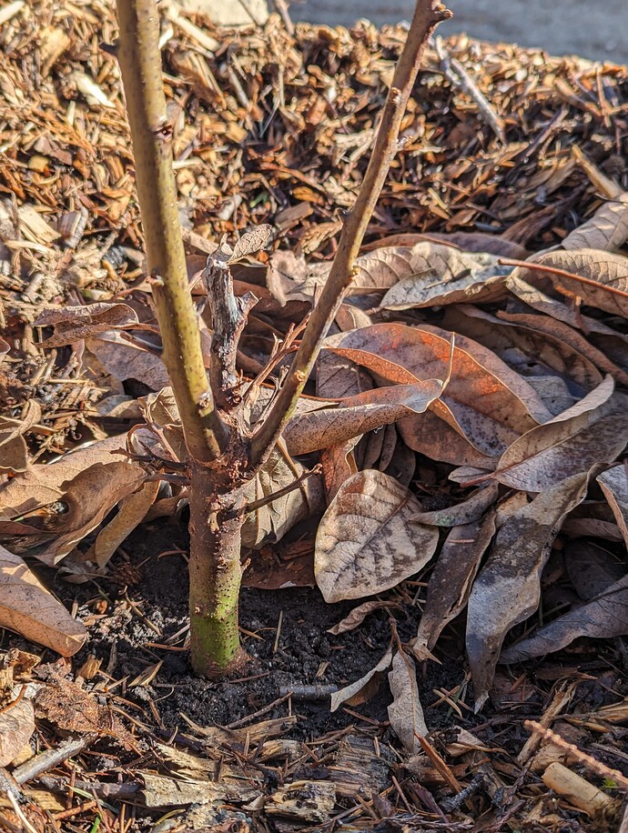 PXL_20240304_173702824