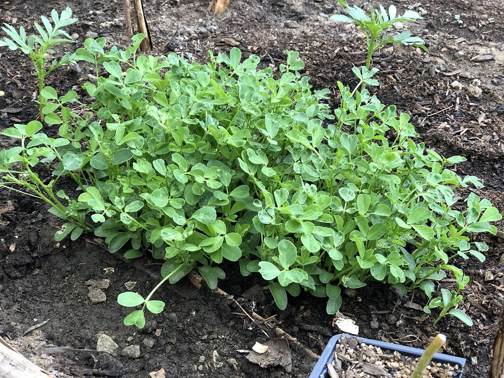 Fenugreek tastes grassy General Gardening Growing Fruit