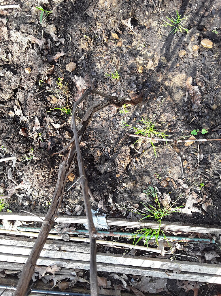 Grape problem General Gardening Growing Fruit