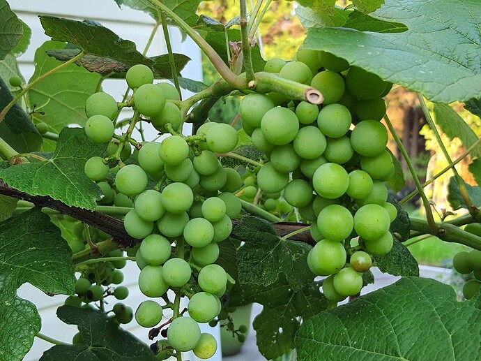 Grapes 07-10-22  2