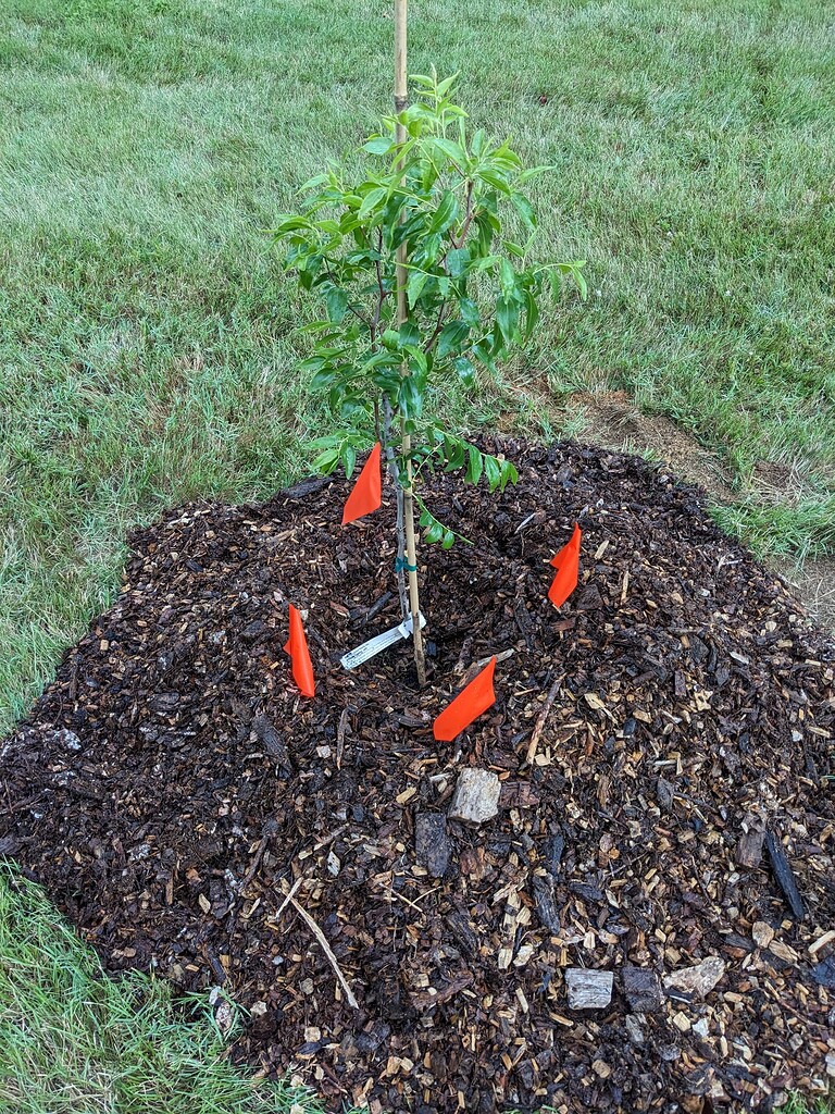 Growing jujubes zone 7b maryland General Fruit Growing Growing Fruit