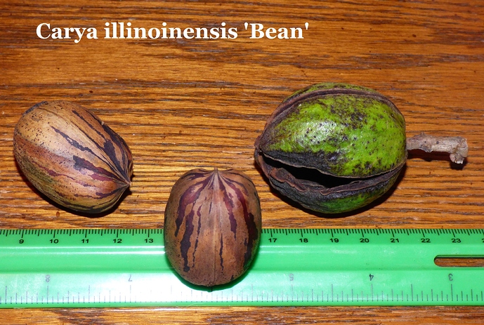 Carya%20illinoinensis%20'Bean'%20Fred%20Blankenship%20Cecilia%2C%20KY%20007