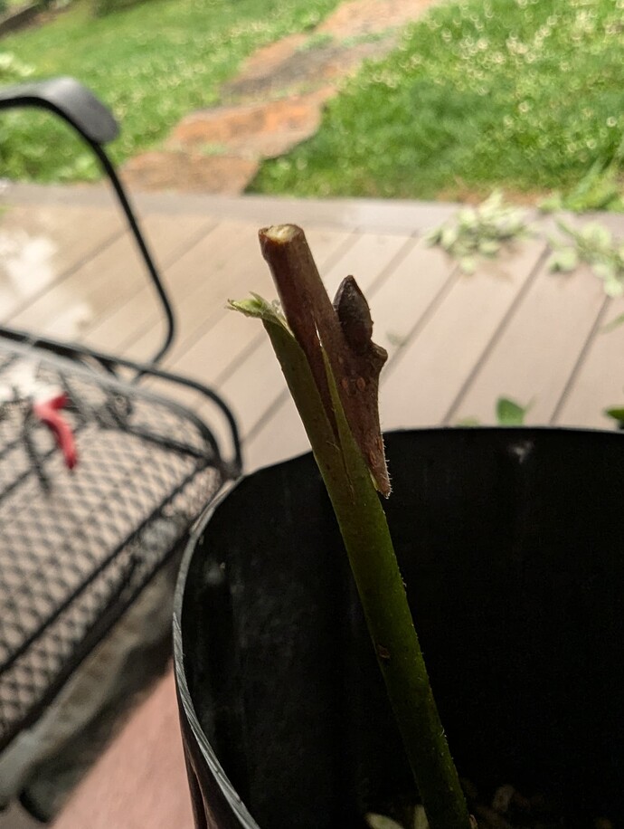 PXL_20240624_004948762