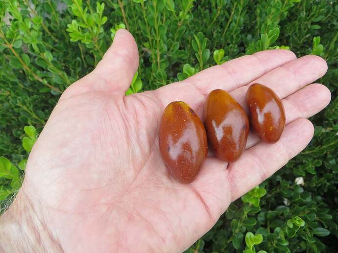 Maya jujubes