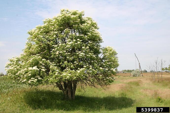 Elderberry shape