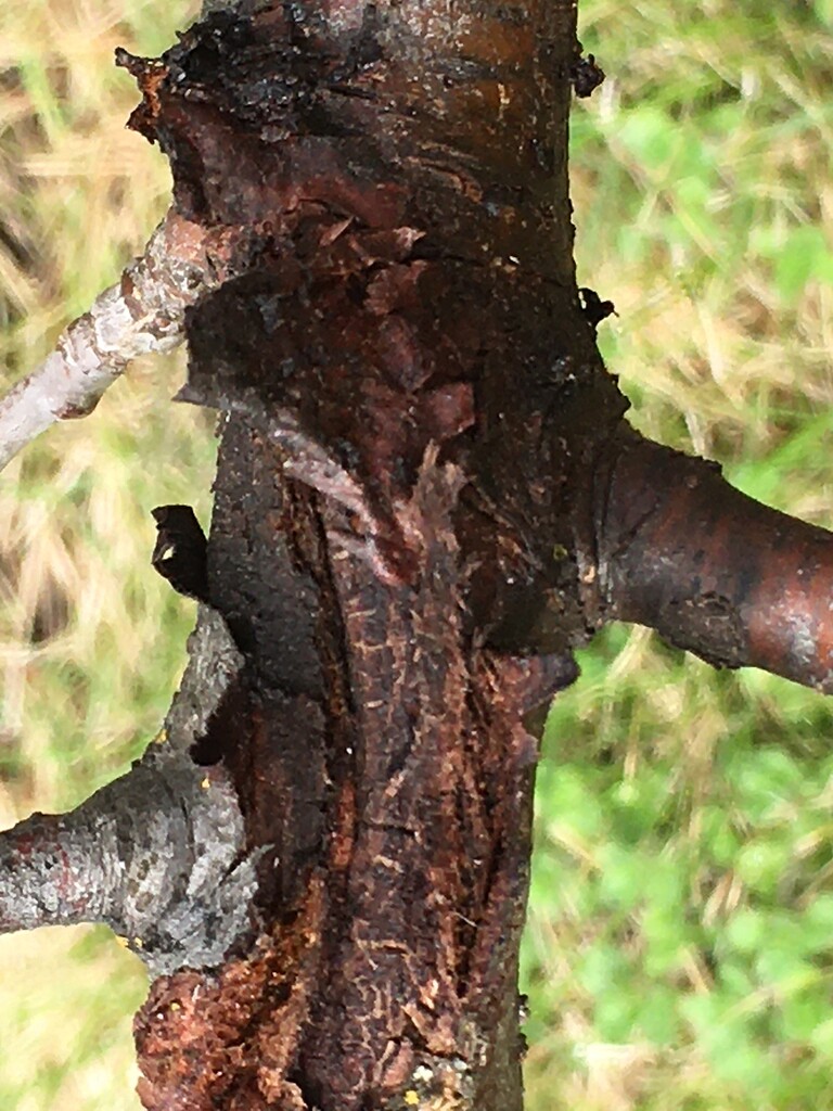 Plum fungal infection? General Fruit Growing Growing Fruit