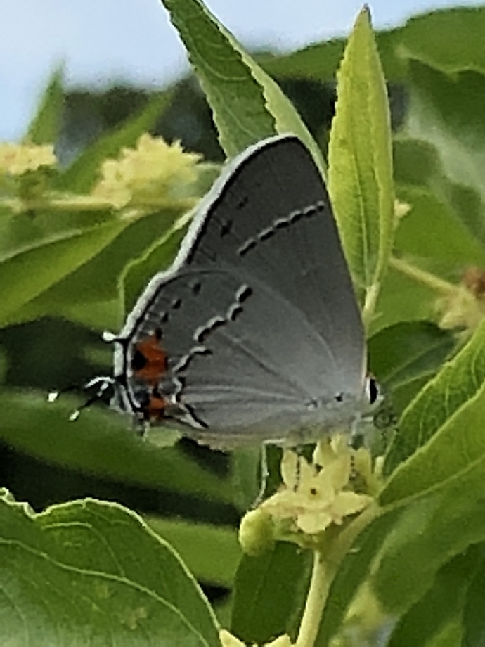 680D059A-EB3A-4383-AE6A-62FDFA6FABAC