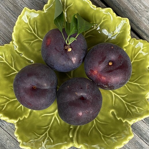 Spring Satin 'Plumcots'? or 'Pluots'?