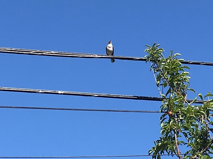 Daddy Bird Guard Duty 1