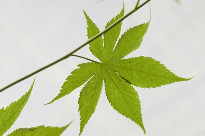 Rubus-chingii-var-suavissimus_DSC00863-3697400314