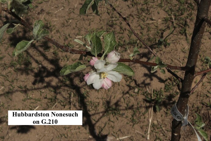 Hubbardston Nonesuch