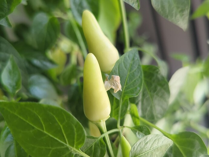 17415514683264830663252499105296