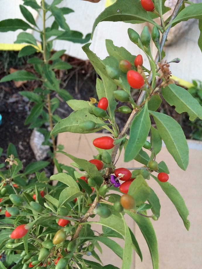 Goji_closeup_09-17-2016