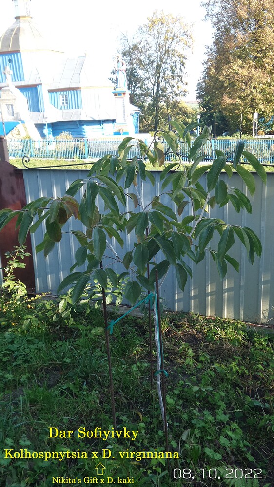 IMG_20221103_194909_383