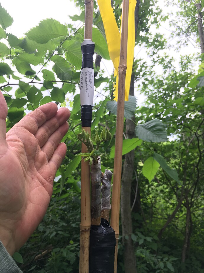 Pearl heartnut 2022 graft 2 003