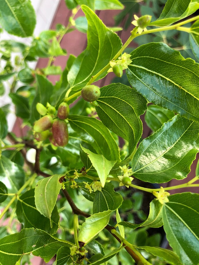 Bok_Jo_potted2_08-19-2023