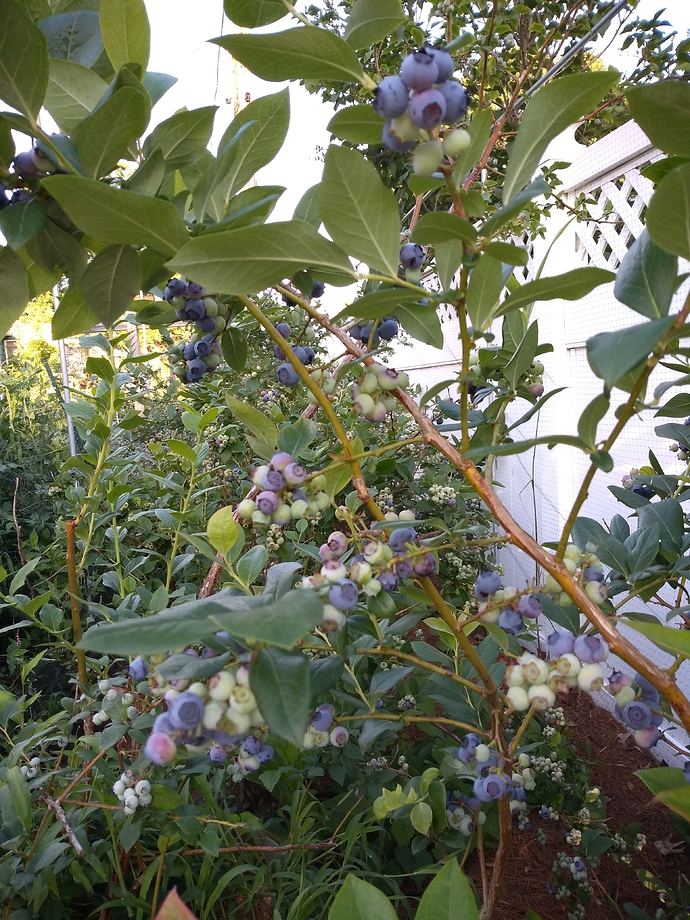 IMG_20190612_065722039