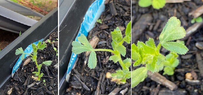 seedlings