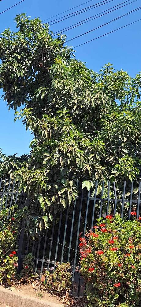 Messenger_creation_7157828921017677801