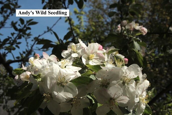 Andy's Wild Seedling
