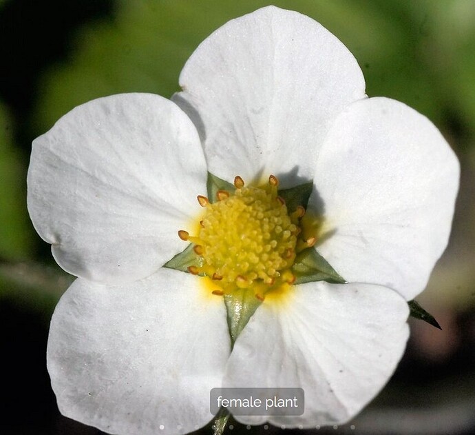 pistillate flowers
