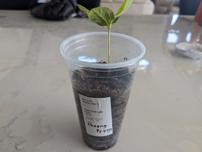 PXL_20240406_155059261