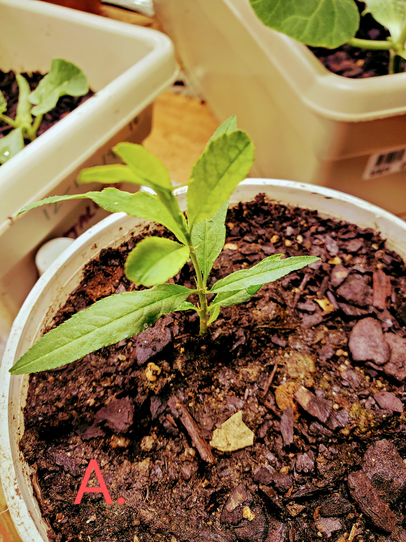 Identifying Different Stone Fruits Pictures! Growing Fruit