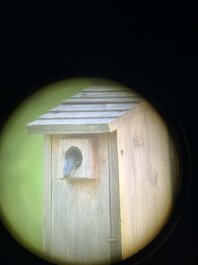 Bluebird house