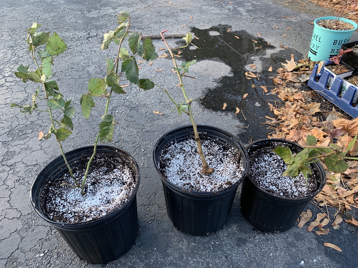 Ponca Blackberry General Fruit Growing Growing Fruit