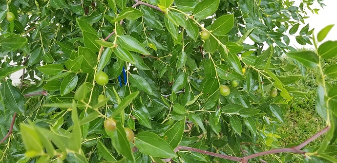 15325226816174044729117231668591