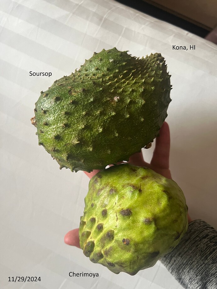Soursop_Cherimoya_11-29-2024