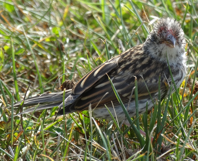 Birds 2013 103 fledgling chipping sparrow