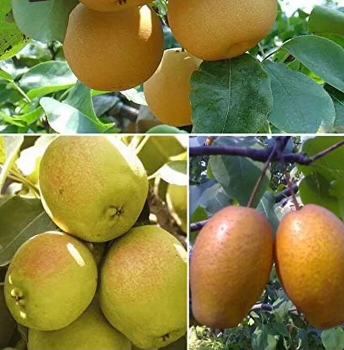 Screenshot_20240728_044821_eBay