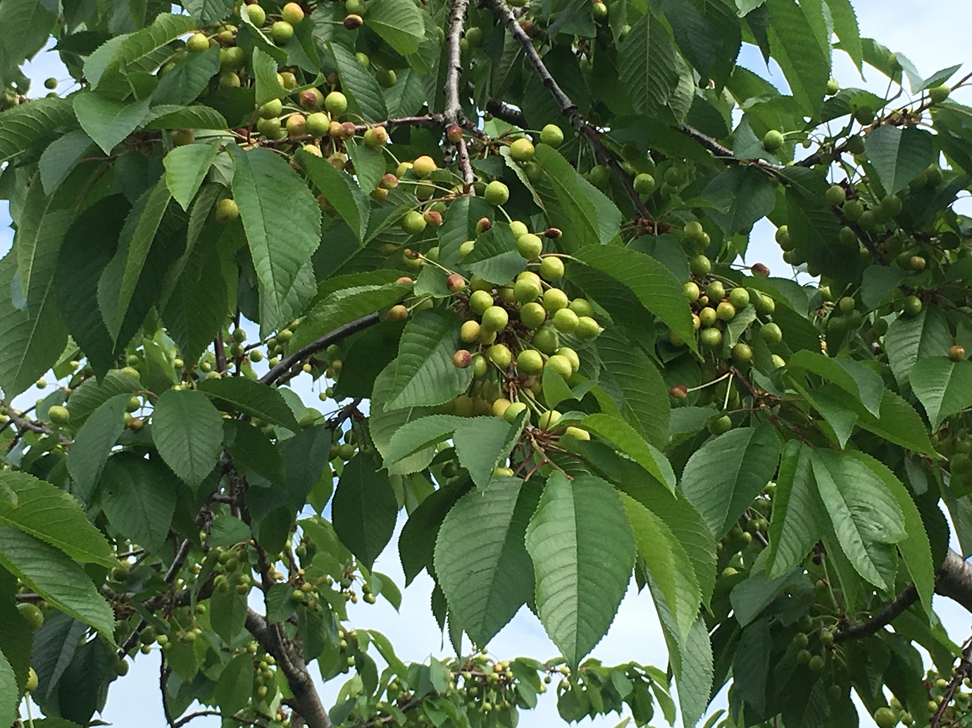 Cherry Damage, what causes this (pics) General Fruit Growing