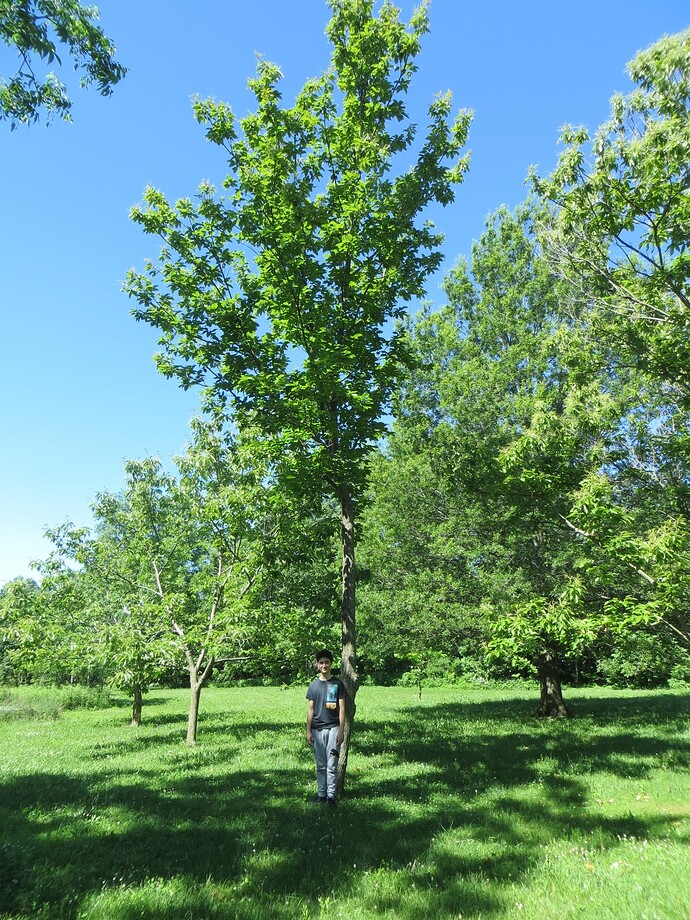 Michael Parks grafted Pandora chestnut tree