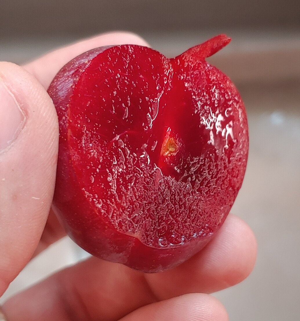 Satsuma plum General Fruit Growing Growing Fruit