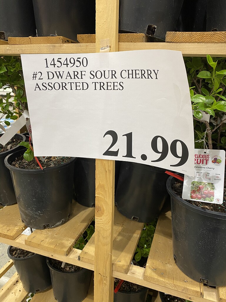 Costco selling Romance series bush cherries and honeyberries General
