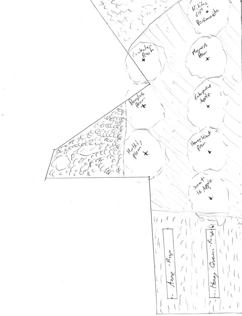 Establishing my new backyard orchard - General Fruit Growing - Growing ...