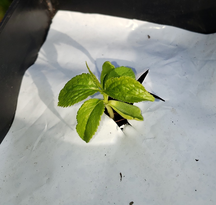 20200221_155716%20(2)