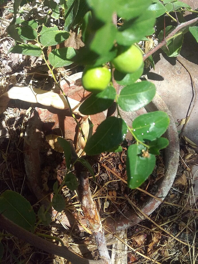 fruits on girdled and severed rootstock