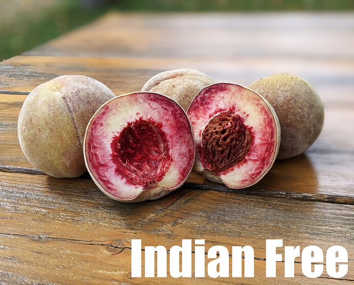 Indian Free_2024
