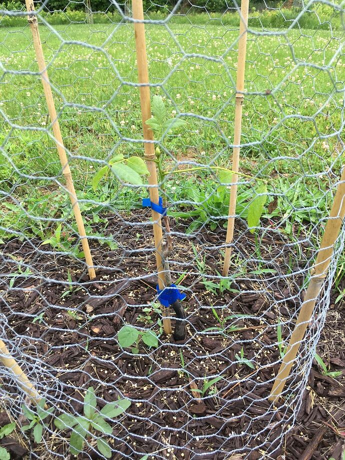 Henry shellbark 6-10-2022