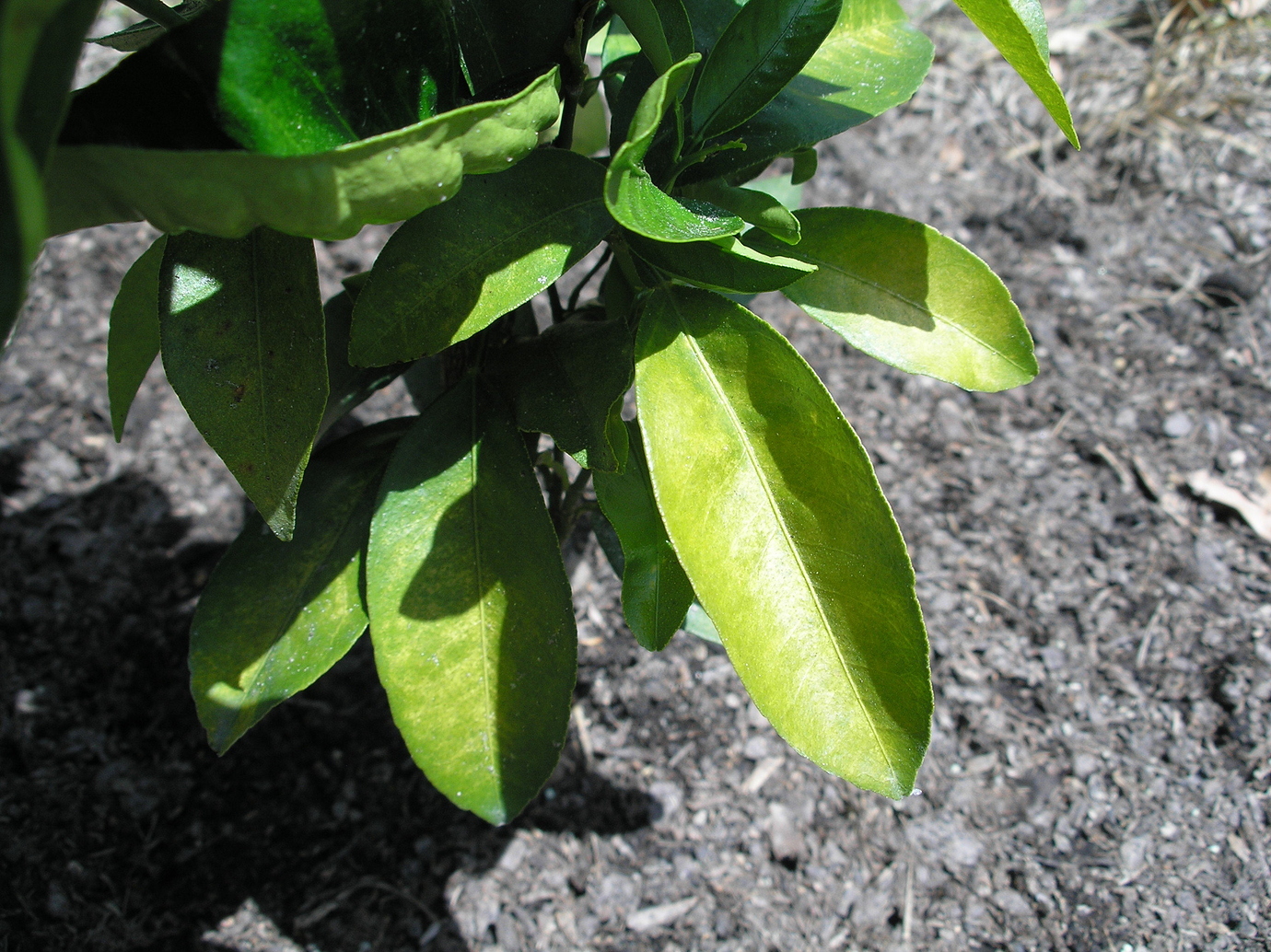 Why are these orange tree leaves yellowing? General Fruit Growing