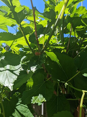 PXL_20230606_203307839