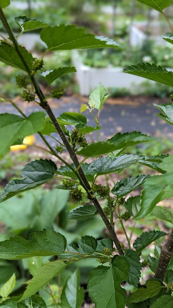 8dde6c037cfc9dfcff0bcf834c451f8f.0