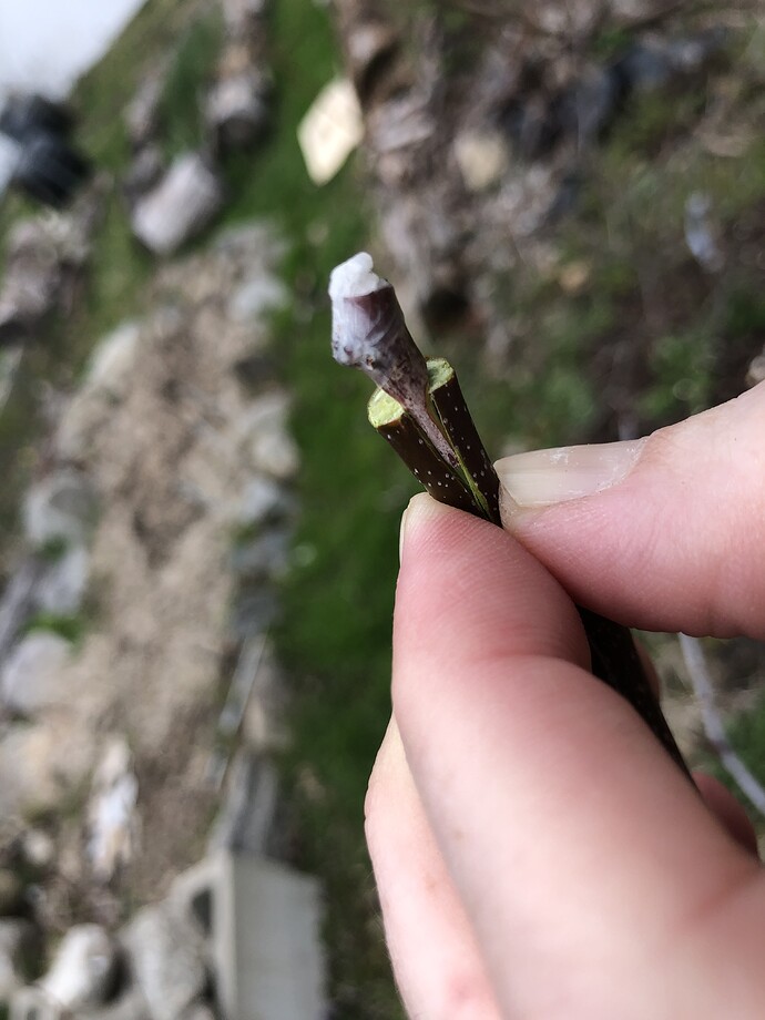 Vegas_Lucky_Graft_04-09-2021