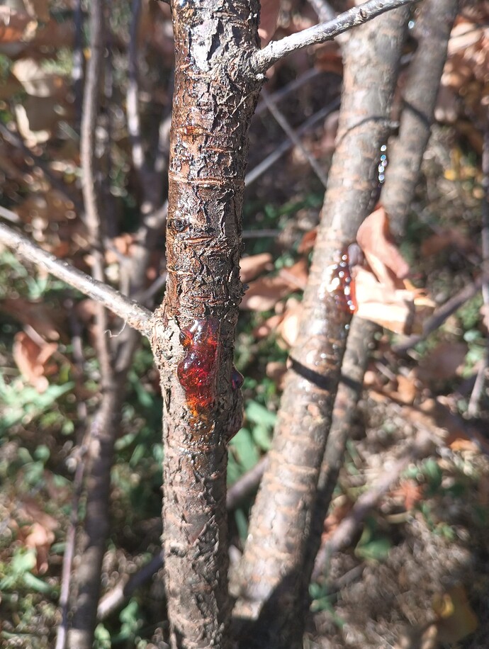 IMG_20240620_095910419