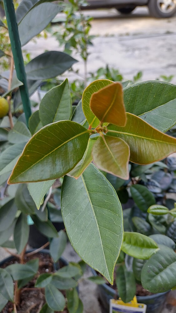 IMG_20240430_181511283_HDR