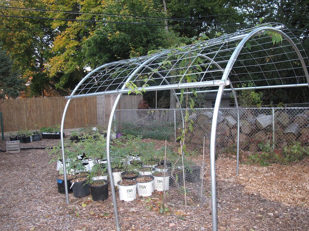 Hardy Kiwi Growers... What do you use for a trellis? General Fruit