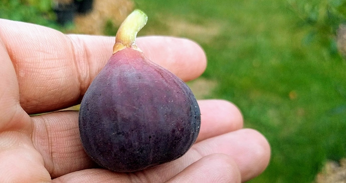 Socorro%20Black%2009-10-2019